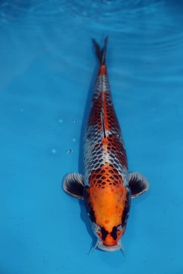 Kujaku-Koi For Sale 14'' 9464