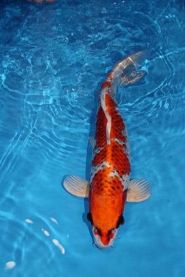 Kujaku-Koi For Sale 15'' 9397