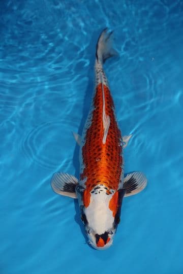 Kujaku-Koi For Sale 16'' 9419