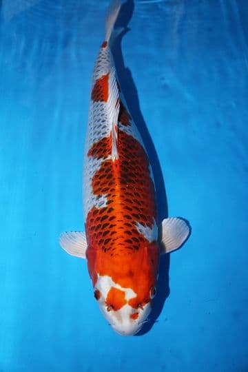 Kujaku-Koi For Sale 23'' 8919