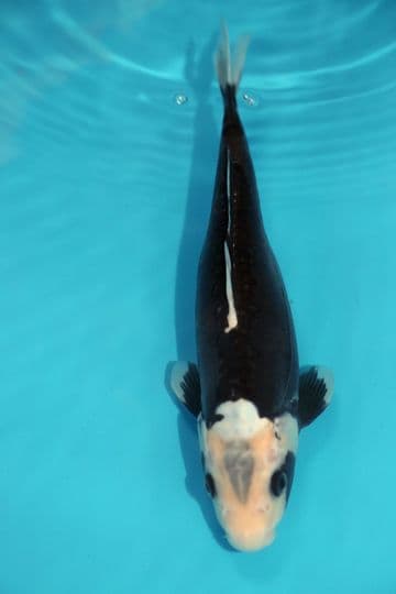 Kumonryu-Koi For Sale 11" 9555