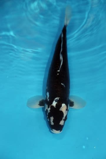 Kumonryu-Koi For Sale 12" 9602