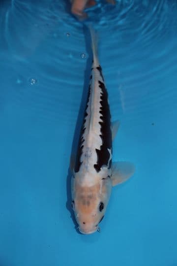 Kumonryu-Koi For Sale 14" 9441