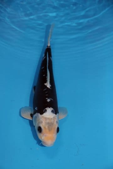 Kumonryu-Koi For Sale 15" 9486