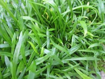 Lilaeopsis brasiliensis 1ltr Basket