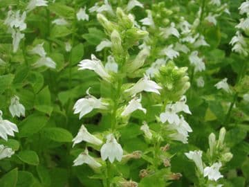 Lobelia siphilitica alba 3 x 9cm Pot