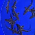 Longnose Sturgeon 8