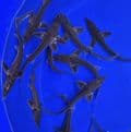 Longnose Sturgeon 8