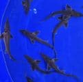 Longnose Sturgeon 8