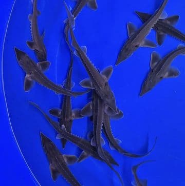 Longnose Sturgeon 8"
