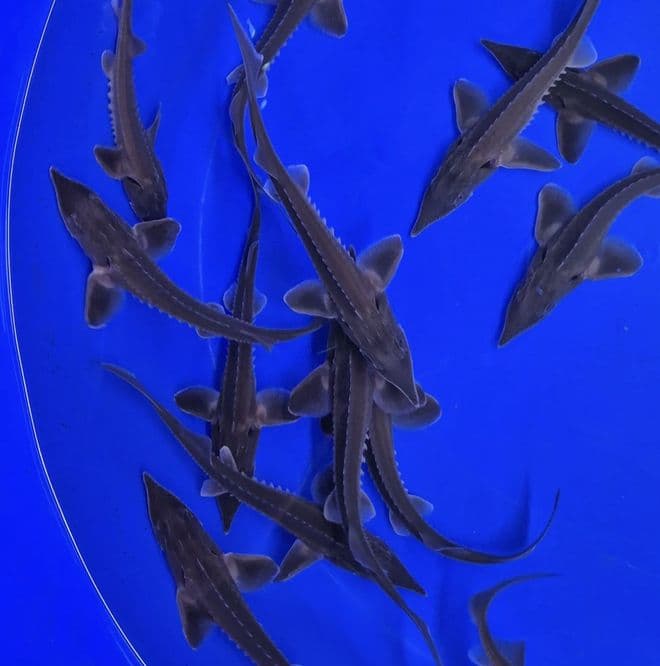 Longnose Sturgeon 8