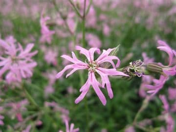 Lychnis flos-cuculi 3 x 1ltr Basket