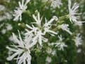 Lychnis flos-cuculi 'White Robin' 3 x 1ltr Basket