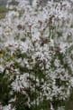 Lychnis flos-cuculi 'White Robin' 3 x 1ltr Basket