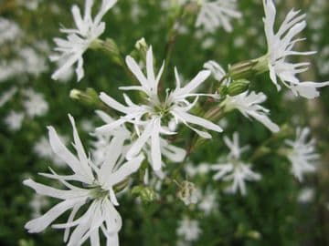 Lychnis flos-cuculi 'White Robin' 3 x 1ltr Basket