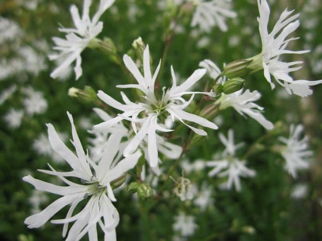 Lychnis flos-cuculi 'White Robin' 3 x 1ltr Basket