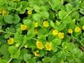 Lysimachia nummularia 3 x 1ltr Basket