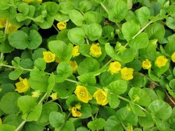 Lysimachia nummularia 3ltr Basket