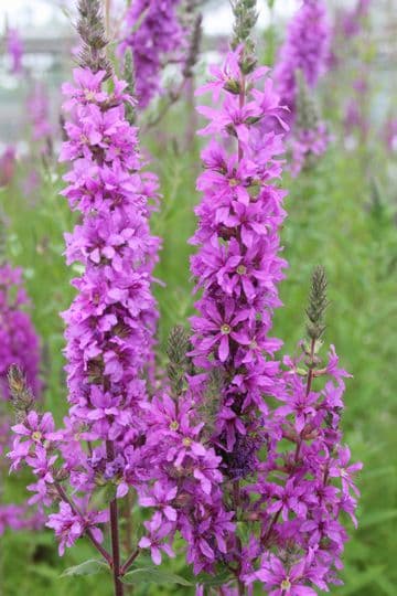 Lythrum salicaria 1ltr Basket
