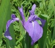 Marginal Pond Plants