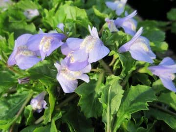 Mazus reptans 3 x 9cm Pots
