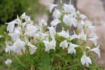 Mazus reptans 'alba' 3ltr Basket