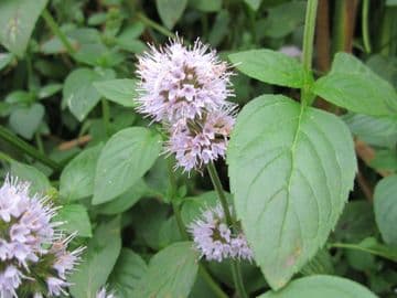 Mentha aquatica 3ltr Basket