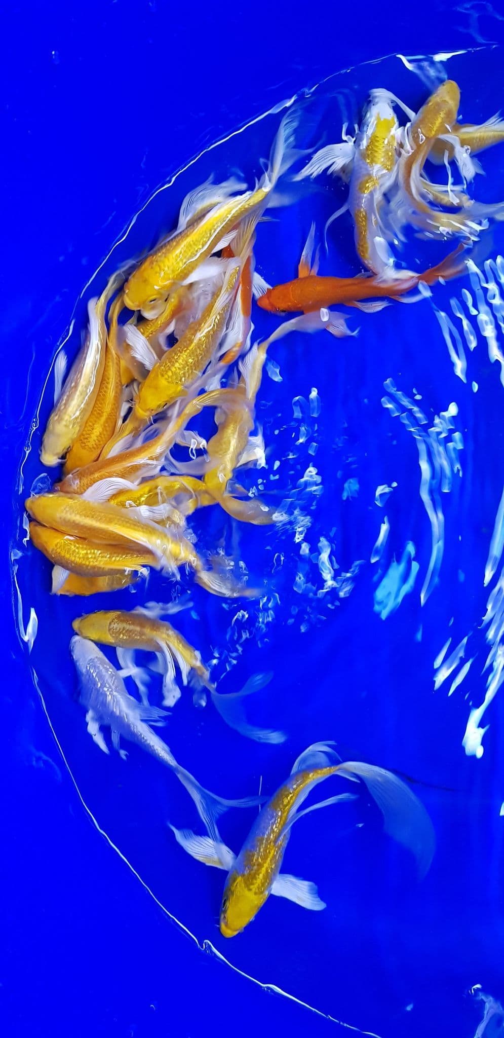 Metallic Mix ButterflyKoi For Sale 4"5"