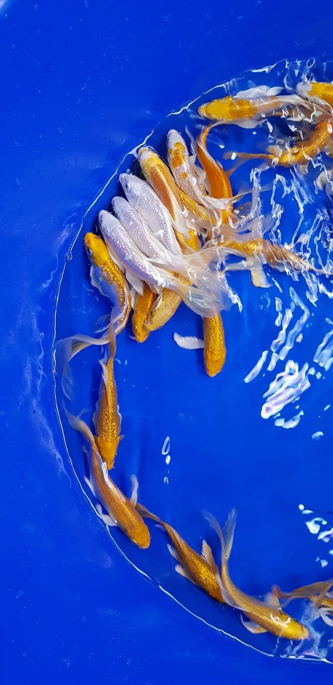 Metallic Mix ButterflyKoi For Sale 4"5"