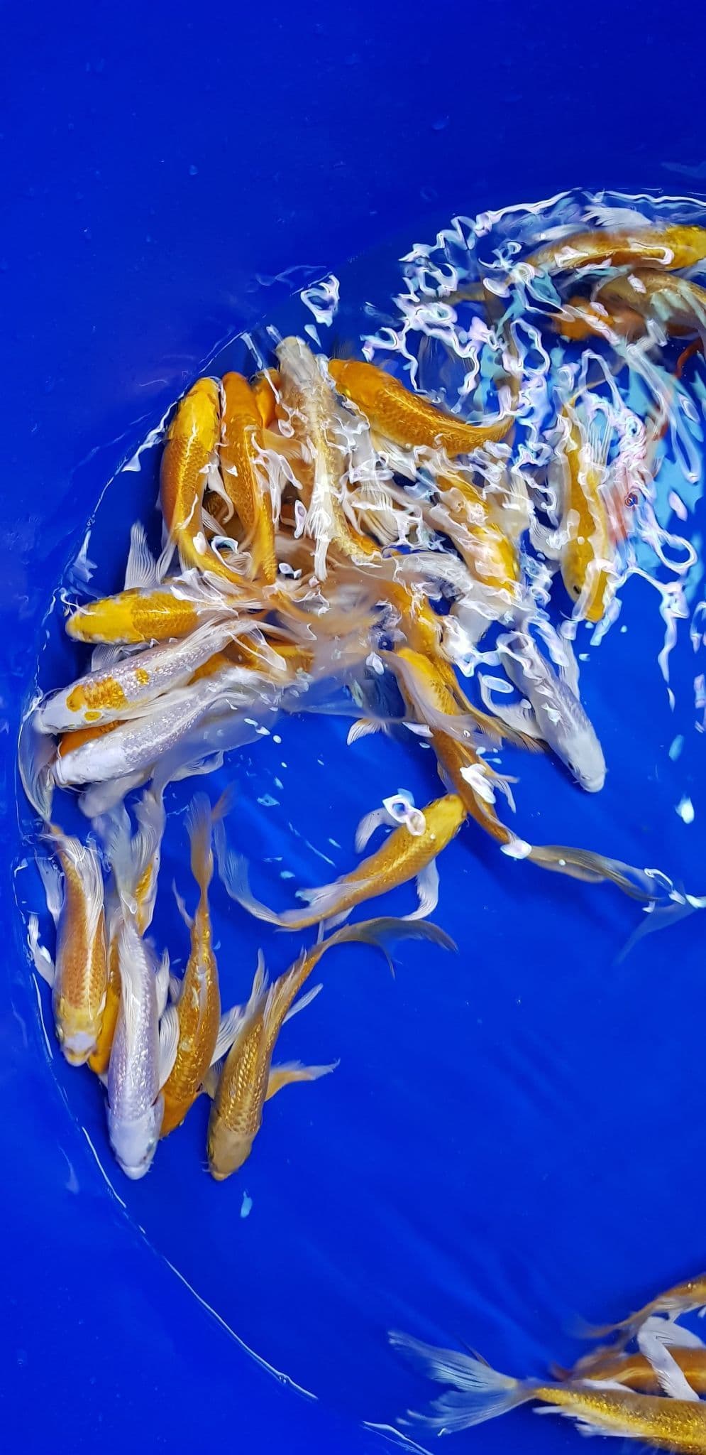 Metallic Mix ButterflyKoi For Sale 4"5"