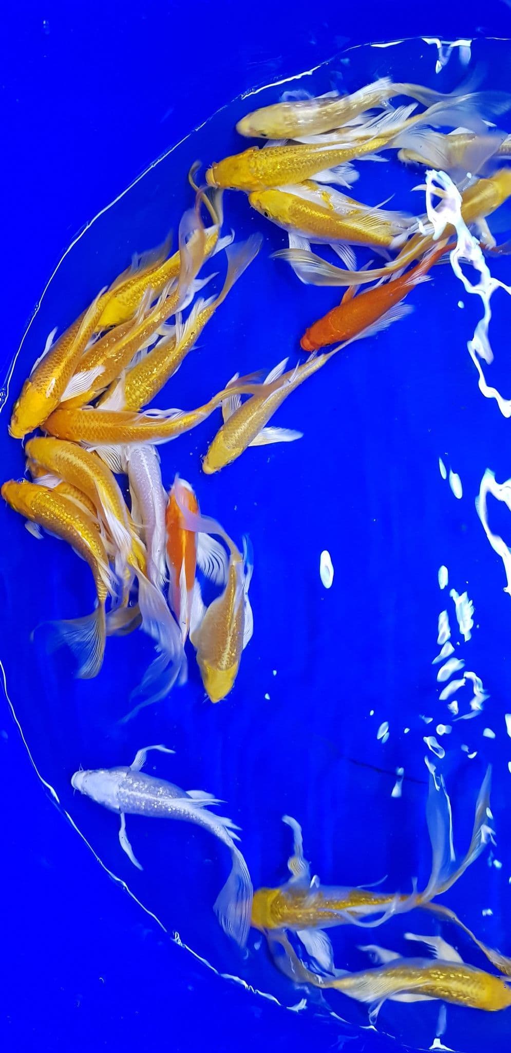 Metallic Mix ButterflyKoi For Sale 4"5"