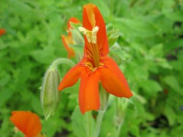 Mimulus cardinalis 3 x 9cm Pots