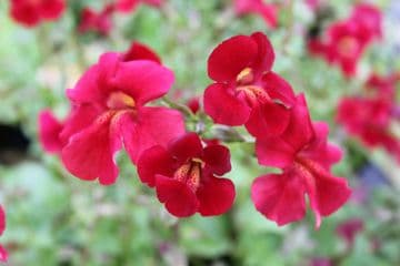 Mimulus cupreus 'Red Emperor' 3 x 9cm Pots