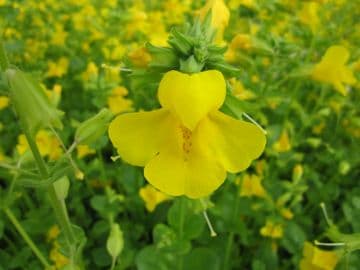 Mimulus guttatus 3ltr Basket