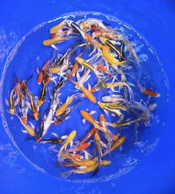 Mixed Butterfly-Koi For Sale 4"-5"