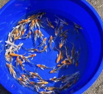 Mixed Butterfly-Koi For Sale 4"-5"