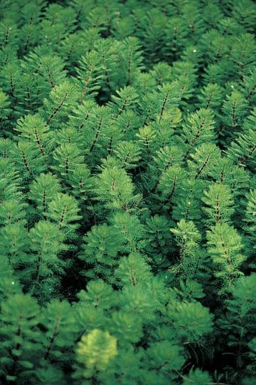 Myriophyllum brasiliensis red stem 1ltr Basket
