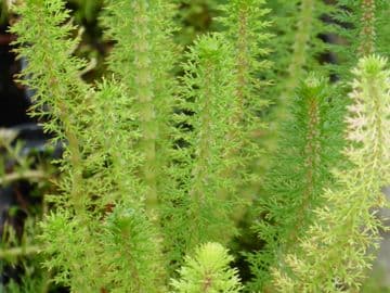 Myriophyllum crispatum 2ltr Basket