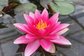 N. Attraction 3ltr Basket