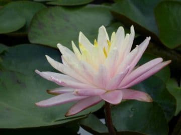 N. Barbara 3ltr Basket