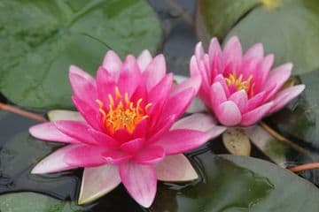 N. Charles de Meurville 3ltr Basket