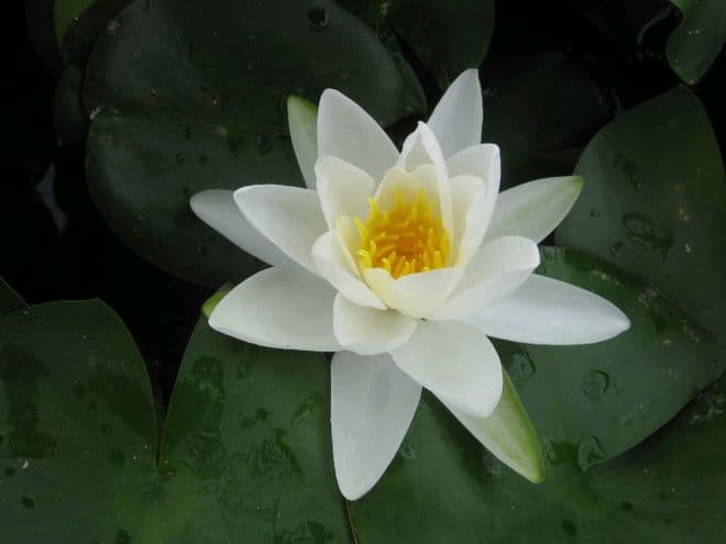 N. Gladstoniana 3ltr Basket
