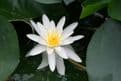 N. Marliacea Albida 3ltr Basket
