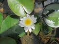 N. Marliacea Albida 3ltr Basket