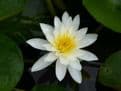 N. Marliacea Albida 3ltr Basket