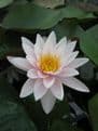 N. Marliacea Carnea 3ltr Basket