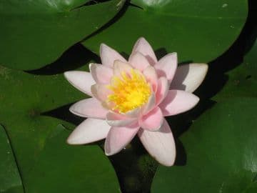 N. Marliacea Carnea 3ltr Basket