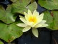 N. Marliacea Chromatella 3ltr Basket