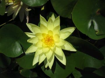 N. Marliacea Chromatella 3ltr Basket