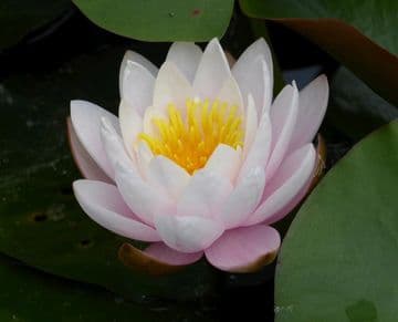 N. Marliacea Rosea 3ltr Basket